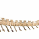 Illustration for article titled Scientists Have Discovered (Maybe) the Biggest Dinosaur Ever